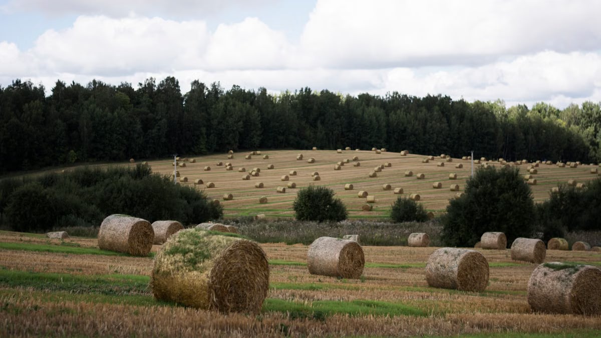 A tranquil rural landscape with hay bales scattered across a grassy field and forest in the background.